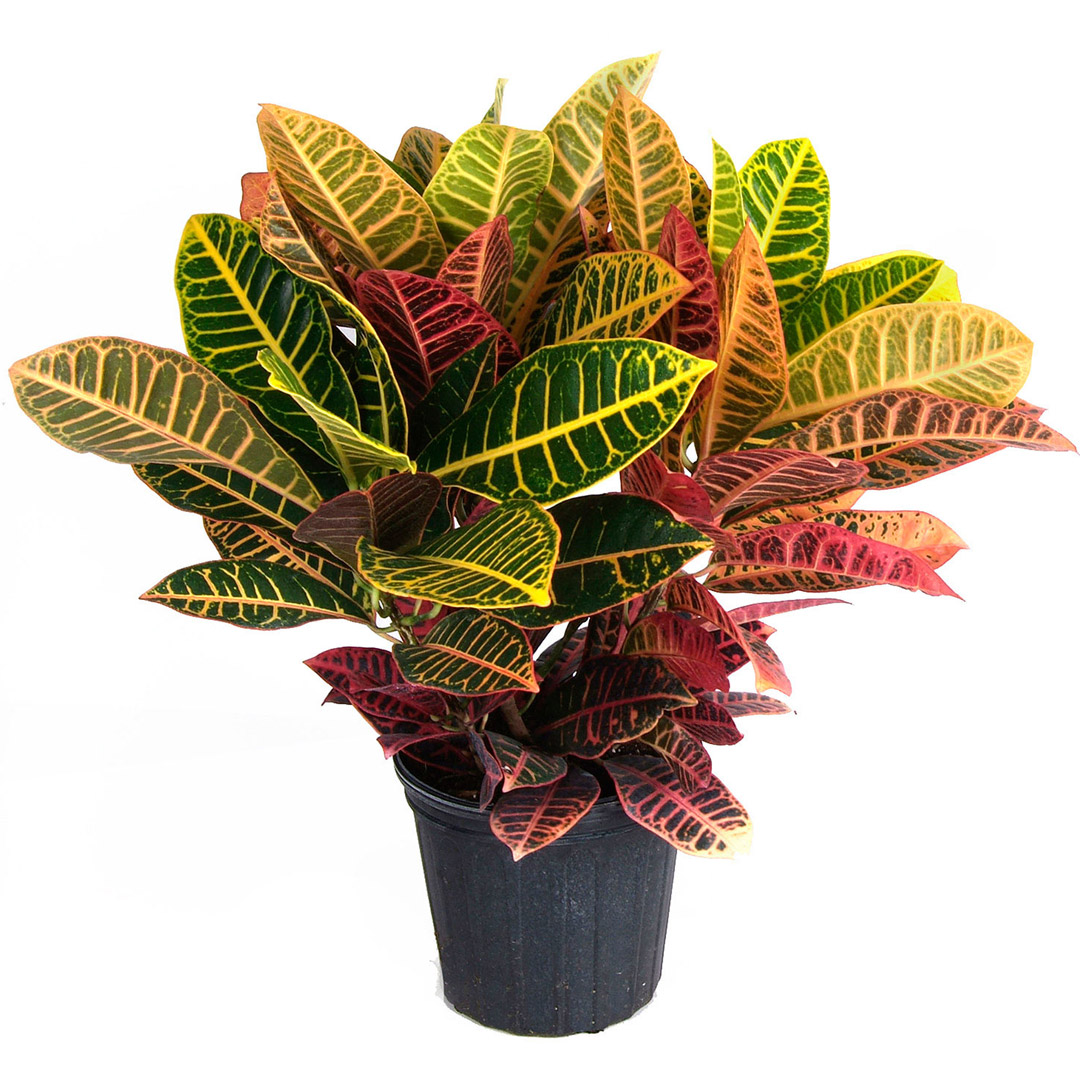 A Beautiful Croton Plant Croton Lovers Fleurs de la sagesse